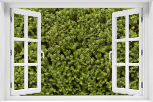 Fototapeta Naklejka Na Ścianę Okno 3D - Panorama with leaves. Decorative wall with green twigs.