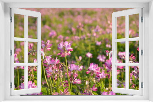 Fototapeta Naklejka Na Ścianę Okno 3D - 桃色の花畑