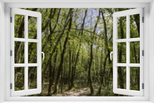 Fototapeta Naklejka Na Ścianę Okno 3D - forêt de Chizé