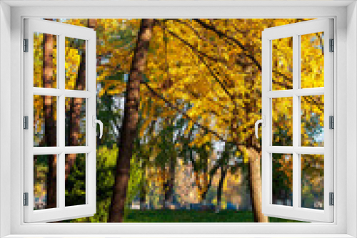 Fototapeta Naklejka Na Ścianę Okno 3D - trees of city park in golden foliage. warm november weather