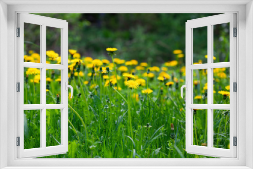 Fototapeta Naklejka Na Ścianę Okno 3D - Meadow of dandelions