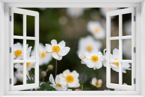 Fototapeta Naklejka Na Ścianę Okno 3D - 白いシュウメイギクの花