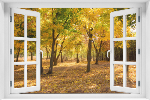 Fototapeta Naklejka Na Ścianę Okno 3D - Red and Orange Autumn Leaves Background	