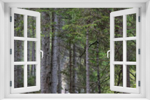 Fototapeta Naklejka Na Ścianę Okno 3D - A view of amazing forest around the Bries lake, Dolomites, Italy