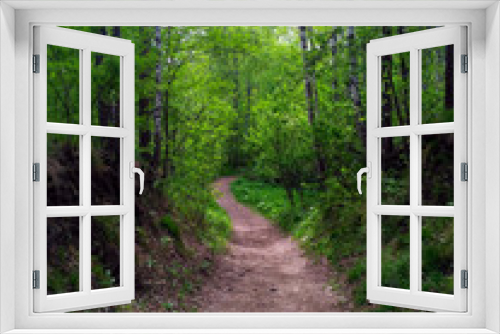 Fototapeta Naklejka Na Ścianę Okno 3D - Hiking trail in a green birch forest
