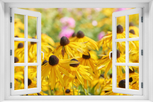 Fototapeta Naklejka Na Ścianę Okno 3D - Black eyed susan- rudbeckia flowers 
