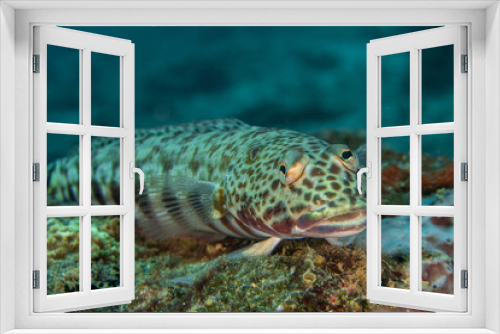 Fototapeta Naklejka Na Ścianę Okno 3D - Sand Lizardfish, Synodus Indicus.