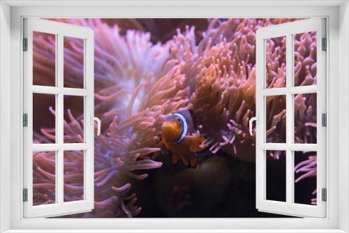 Fototapeta Naklejka Na Ścianę Okno 3D - clown fish in anemone