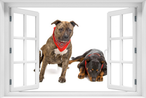 Fototapeta Naklejka Na Ścianę Okno 3D - front view of an american stafford and a rottweiler puppy