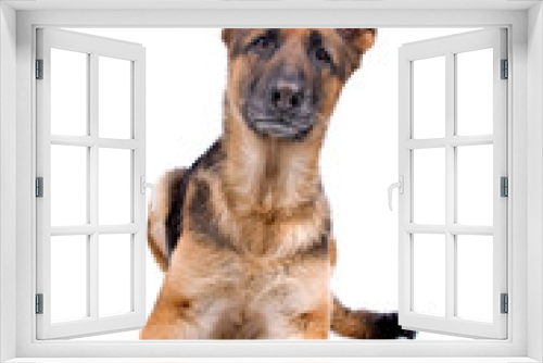 Fototapeta Naklejka Na Ścianę Okno 3D - front view of a german shepherd dog