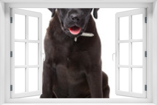 Fototapeta Naklejka Na Ścianę Okno 3D - front view of a black labrador retriever puppy