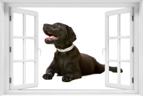 Fototapeta Naklejka Na Ścianę Okno 3D - joyful black labrador retriever puppy