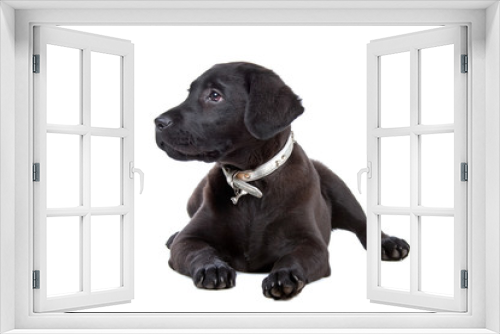 Fototapeta Naklejka Na Ścianę Okno 3D - black labrador retriever puppy  isolated on a white background