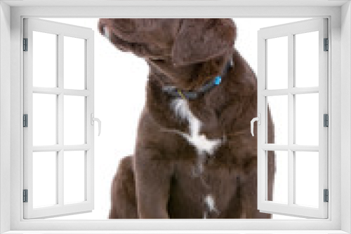 Fototapeta Naklejka Na Ścianę Okno 3D - chocolate labrador retriever puppy