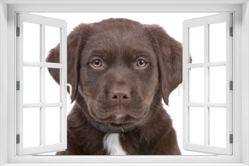 Fototapeta Naklejka Na Ścianę Okno 3D - head of a chocolate labrador retriever puppy