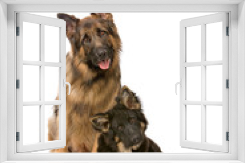 Fototapeta Naklejka Na Ścianę Okno 3D - german shepherd dog and puppy looking at camera