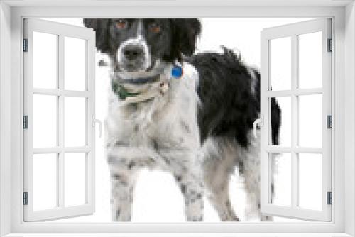 Fototapeta Naklejka Na Ścianę Okno 3D - front view of a stabyhoun dog isolated on a white background