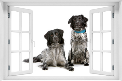 Fototapeta Naklejka Na Ścianę Okno 3D - two Stabyhoun dogs isolated on a white background