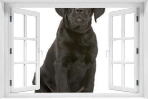 Fototapeta Naklejka Na Ścianę Okno 3D - black labrador retriever puppy isolated on a white background