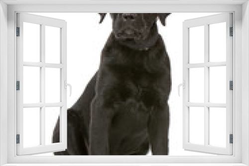 Fototapeta Naklejka Na Ścianę Okno 3D - front view of a black labrador retriever puppy