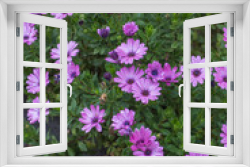 Fototapeta Naklejka Na Ścianę Okno 3D - Lila Blume im Herbst