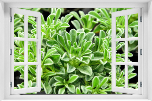 Fototapeta Naklejka Na Ścianę Okno 3D - Green leaf and young of Pallenis maritima or Asteriscus maritimus with full frame
