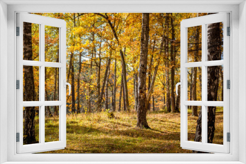 Fototapeta Naklejka Na Ścianę Okno 3D - Bright beautiful birch grove in autumn in October
