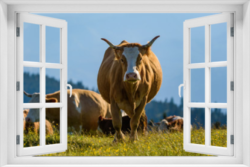 Fototapeta Naklejka Na Ścianę Okno 3D - Cows on a meadow in Alps Austria. Schockl mountain above Graz place to visit