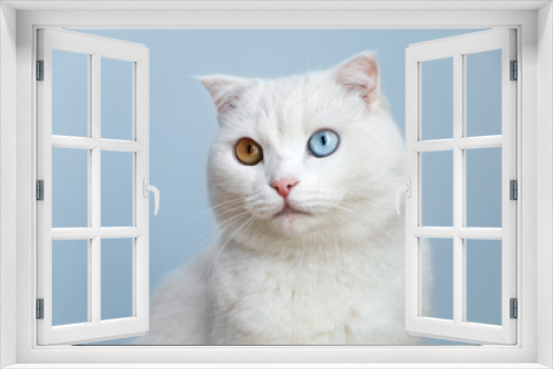 Fototapeta Naklejka Na Ścianę Okno 3D - cat with different colored eyes