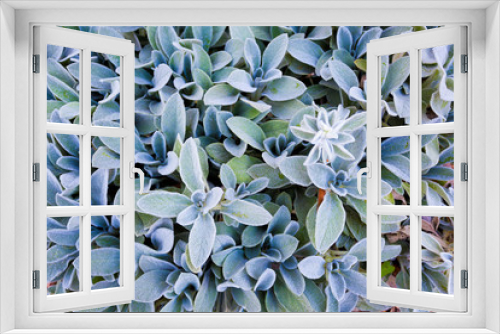 Fototapeta Naklejka Na Ścianę Okno 3D - Plants in Crissay-sur-Manse, Indre-et-Loire, Centre-Val de Loire, France