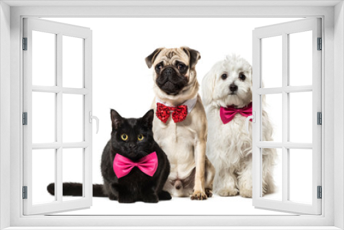 Fototapeta Naklejka Na Ścianę Okno 3D - Mixed-breed cat, Pug in red bow tie sitting, Maltese dog, in fro