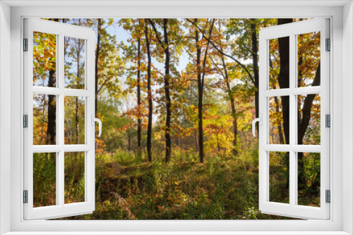 Fototapeta Naklejka Na Ścianę Okno 3D - Fragment of the autumn deciduous forest