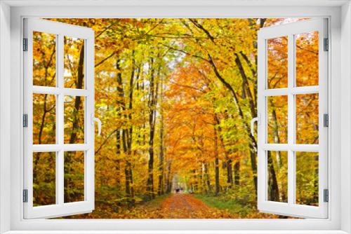Fototapeta Naklejka Na Ścianę Okno 3D - Pathway in the autumn forest, Germany