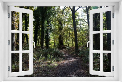 Fototapeta Naklejka Na Ścianę Okno 3D - Woodland Pathway on a Sunny Autumn Morning