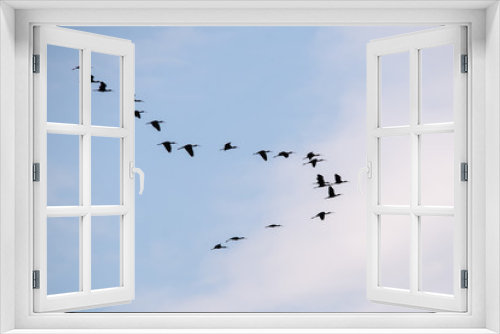 Fototapeta Naklejka Na Ścianę Okno 3D - Çeltikçi » Glossy Ibis » Plegadis falcinellus