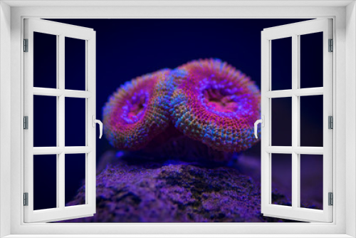 Fototapeta Naklejka Na Ścianę Okno 3D - Acan Coral