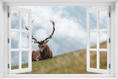 Fototapeta Naklejka Na Ścianę Okno 3D - hirsch