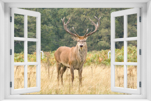 Fototapeta Naklejka Na Ścianę Okno 3D - red deer stag in the highlands