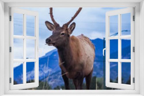 Fototapeta Naklejka Na Ścianę Okno 3D - Wild Elk at the side of the roan in Estes Park Colorado