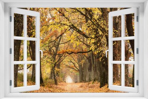 Fototapeta Naklejka Na Ścianę Okno 3D - Beautiful autumn lane in the forest.
