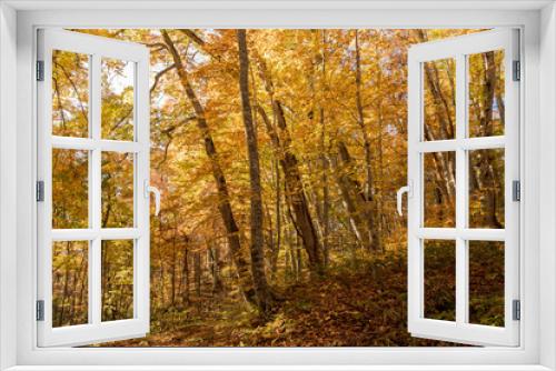 Fototapeta Naklejka Na Ścianę Okno 3D - 紅葉のブナ林