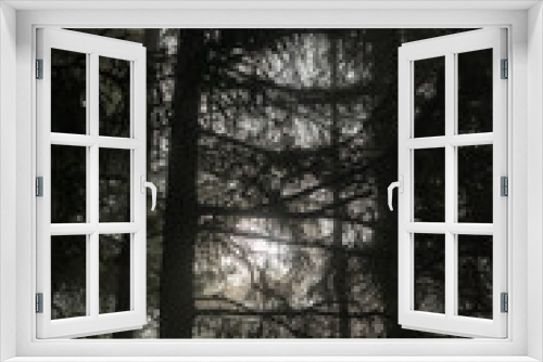 Fototapeta Naklejka Na Ścianę Okno 3D - Nebelwald