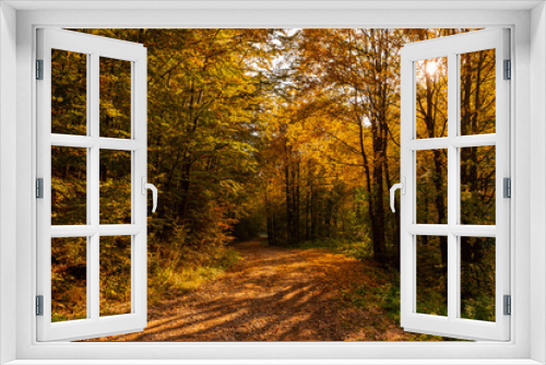 Fototapeta Naklejka Na Ścianę Okno 3D - Autumn Colorful Forest