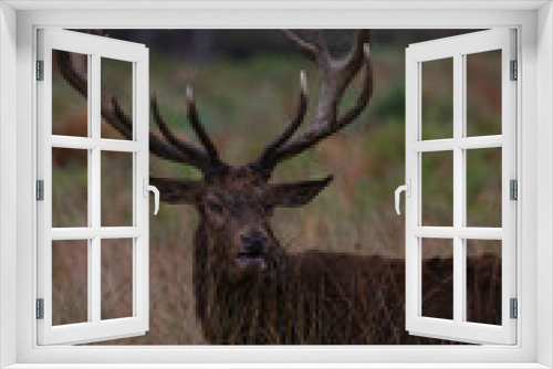Fototapeta Naklejka Na Ścianę Okno 3D - Red Deer Stag in Autumn