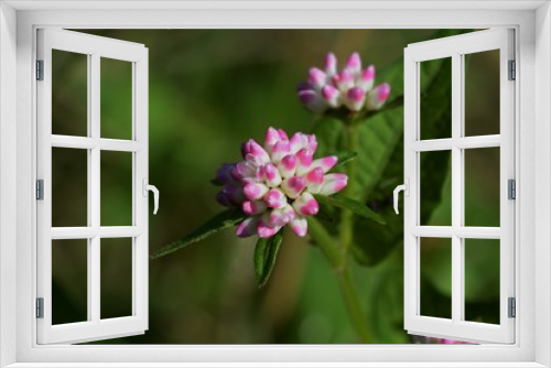 Fototapeta Naklejka Na Ścianę Okno 3D - Persicaria thunbergii flowers