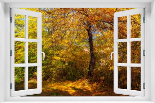 Fototapeta Naklejka Na Ścianę Okno 3D - fall in the forest