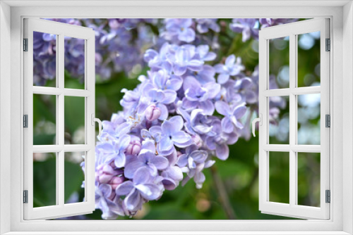 Fototapeta Naklejka Na Ścianę Okno 3D - lilac
