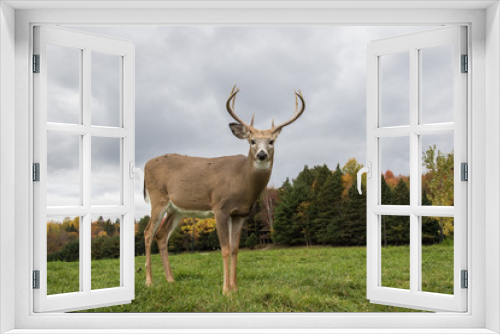 Fototapeta Naklejka Na Ścianę Okno 3D - deer buck antlers
