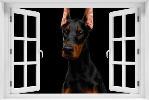 Fototapeta Naklejka Na Ścianę Okno 3D - Serious Portrait of Doberman purebred Dog, obidient wait., isolated Black background