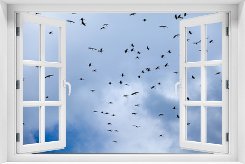 Fototapeta Naklejka Na Ścianę Okno 3D - Flock of birds silhouette on clouds background